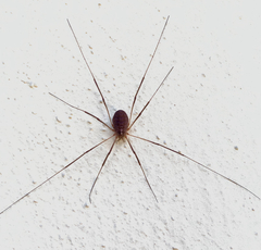 Opilio transversalis