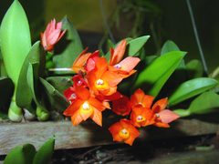 Cattleya cernua