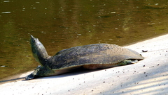 Apalone spinifera pallida