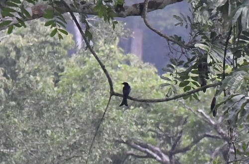 Velvet-mantled Drongo (Dicrurus modestus), photo 9