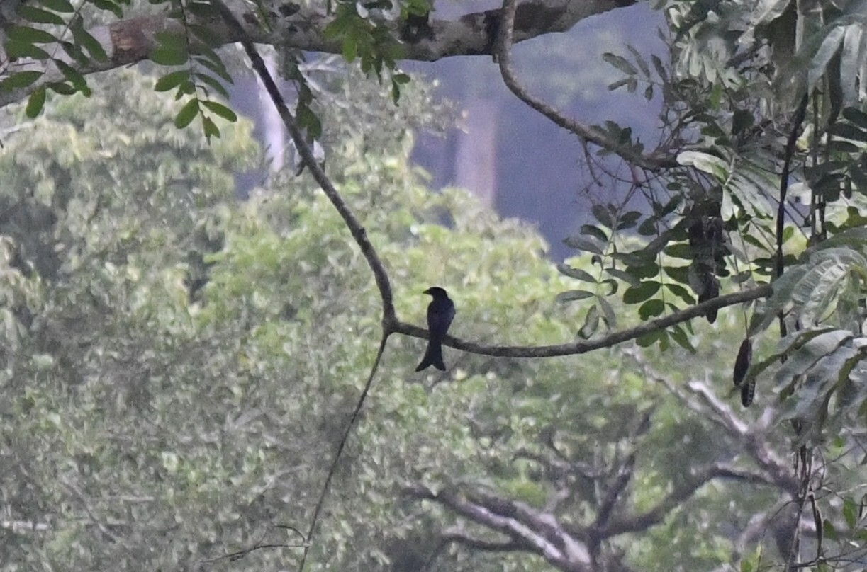 Velvet-mantled Drongo (Dicrurus modestus), photo 9