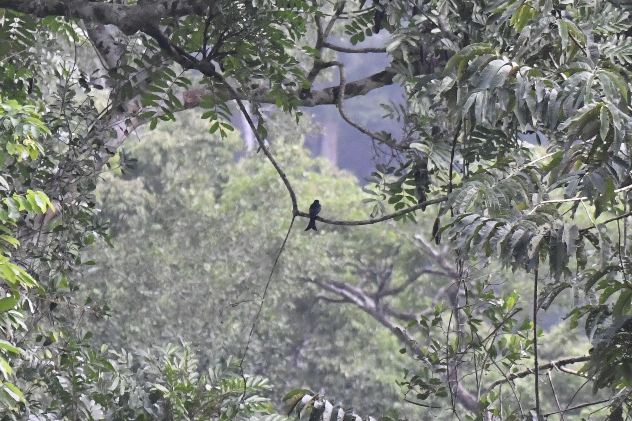 Velvet-mantled Drongo (Dicrurus modestus), photo 6