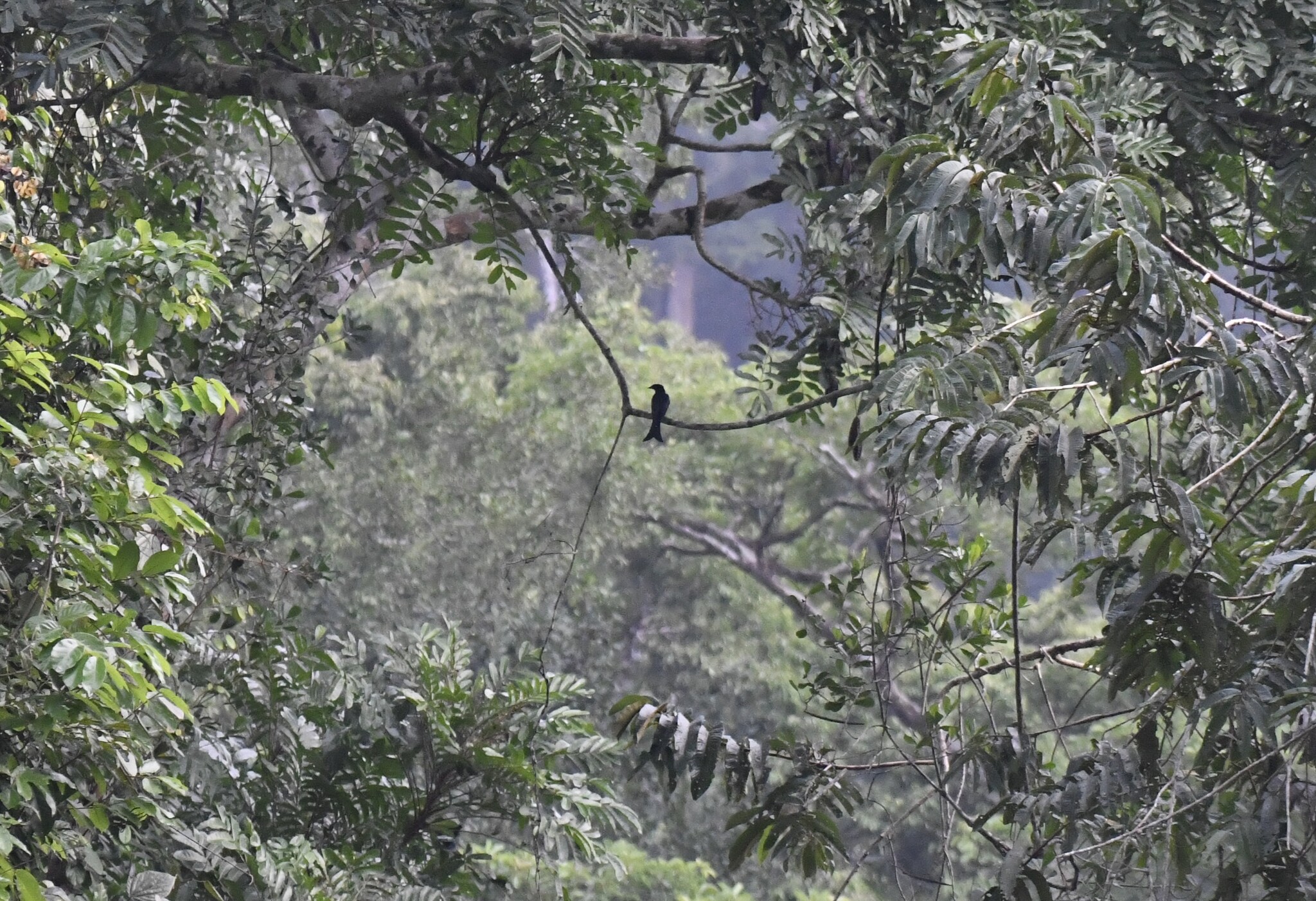 Velvet-mantled Drongo (Dicrurus modestus), photo 8