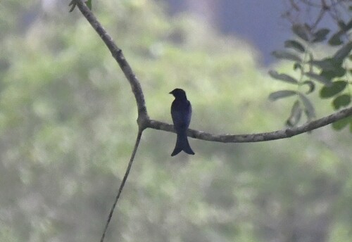 Velvet-mantled Drongo (Dicrurus modestus), photo 5