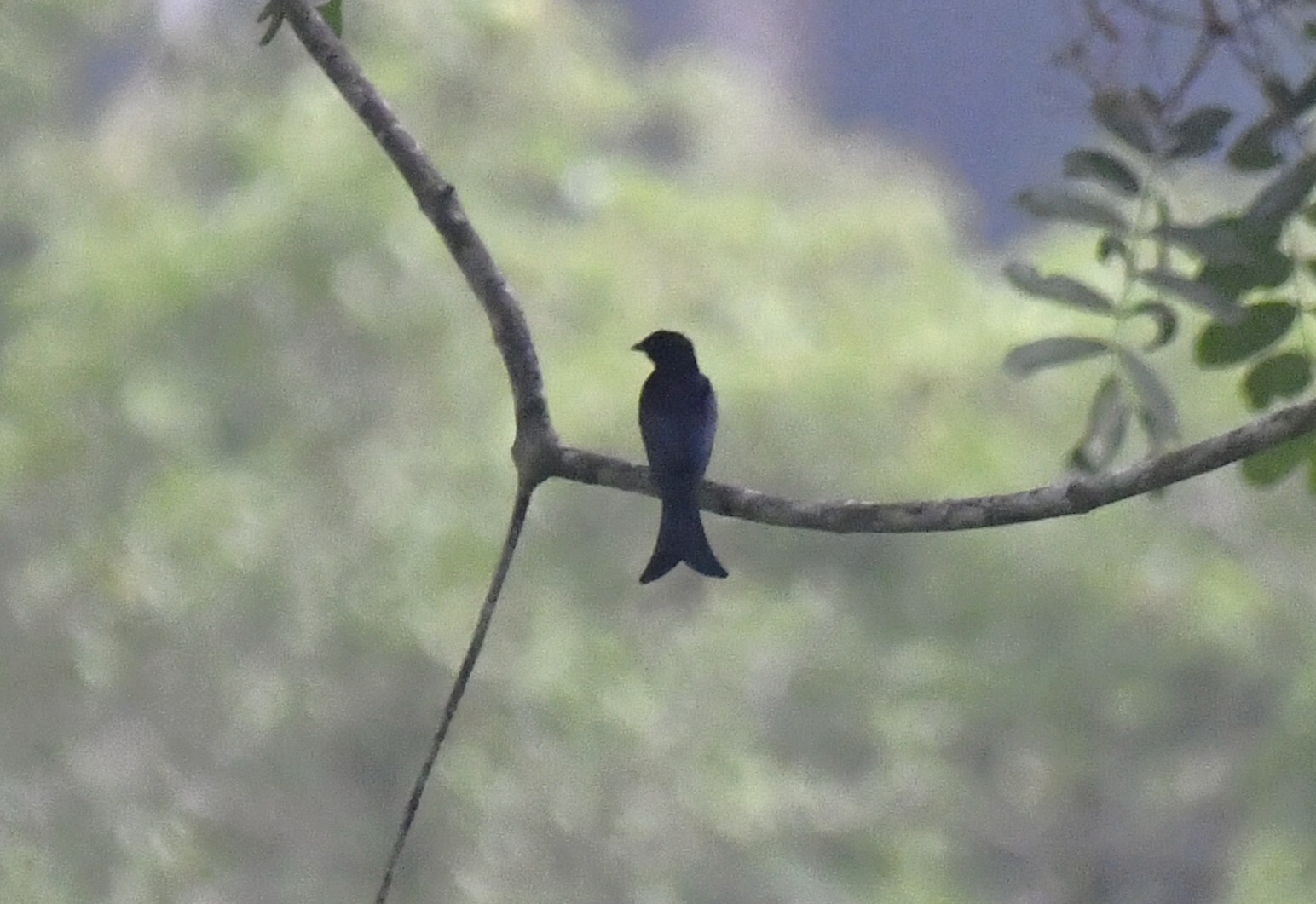 Velvet-mantled Drongo (Dicrurus modestus), photo 5