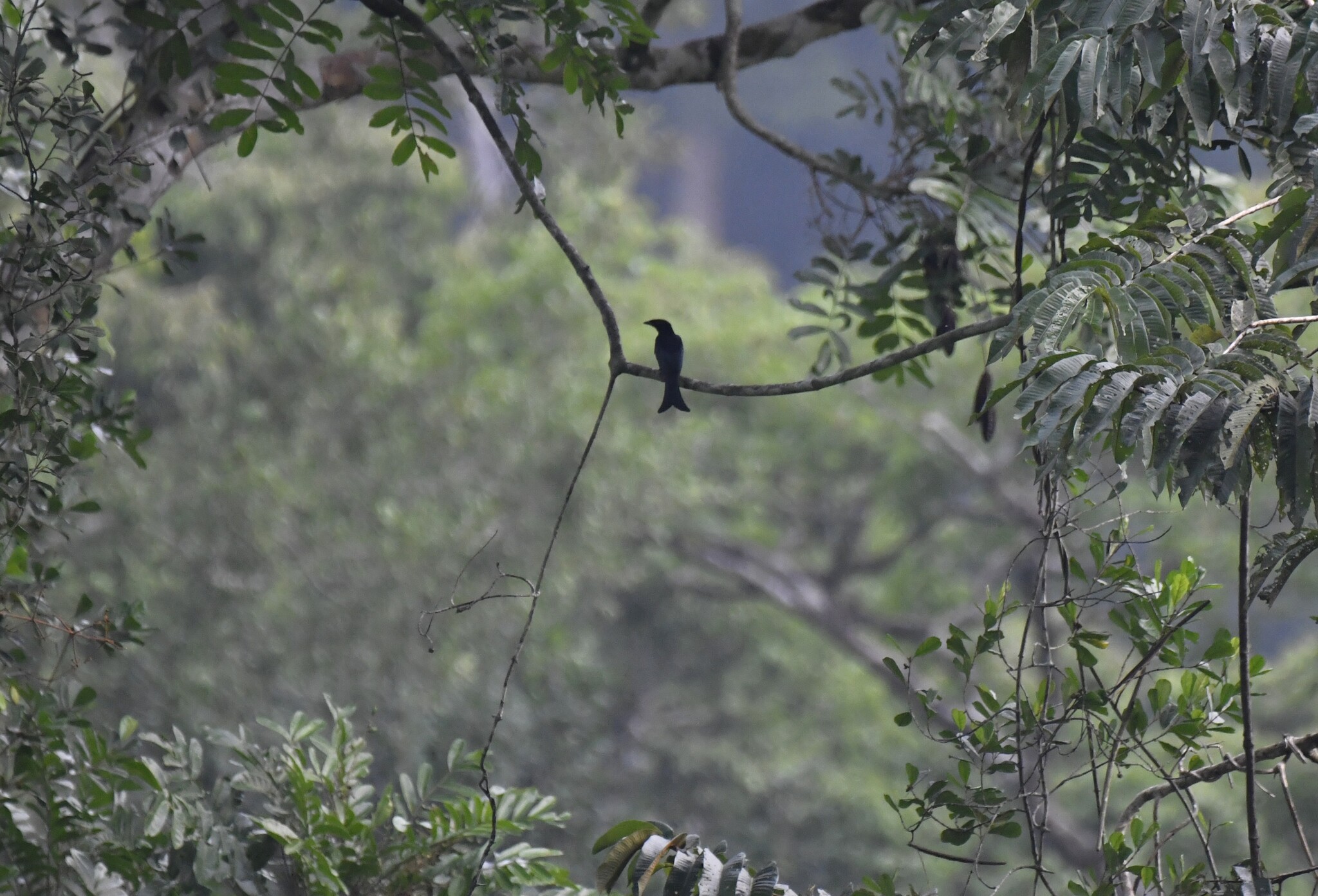 Velvet-mantled Drongo (Dicrurus modestus), photo 7