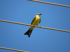 Tyrannus albogularis