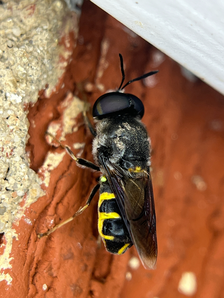Stratiomys hulli from Sunset Dr, Norman, OK, US on August 19, 2025 at ...
