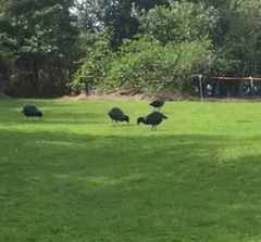 Porphyrio hochstetteri