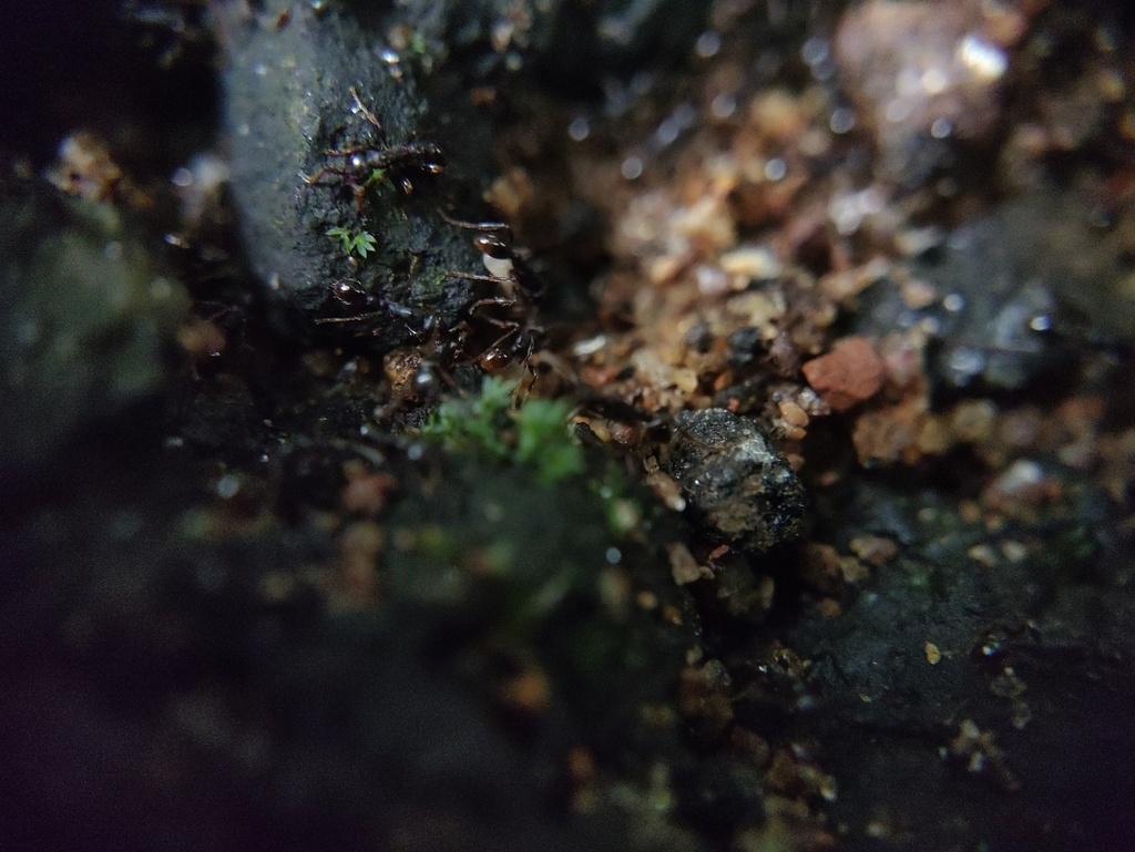 Aenictus kodaguensis