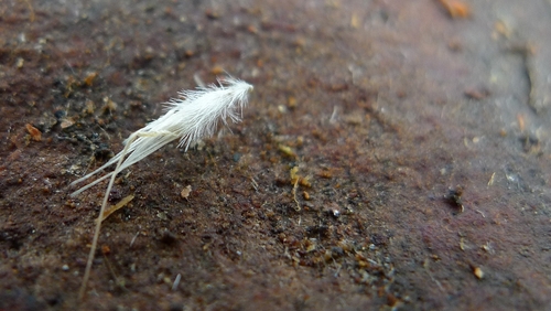 Rytidosperma pallidum (R.Br.) A.M.Humphreys & H.P.Linder