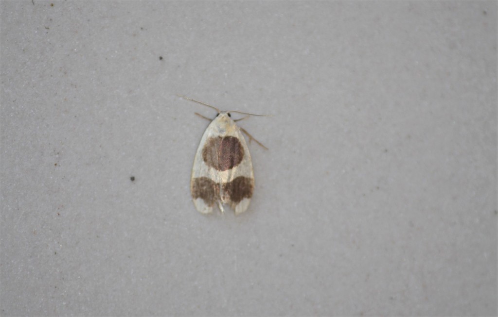 Garudinia acornuta