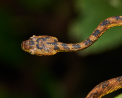 Boiga