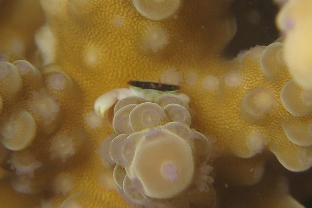 Bandit coral crab