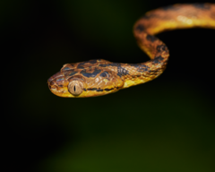 Boiga