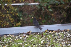 Turdus merula