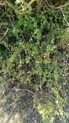 white-stemmed gooseberry (Ribes inerme)