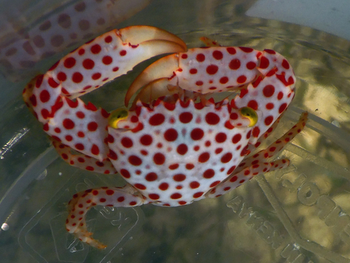 オオアカホシサンゴガニ