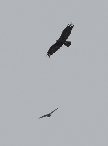 iNaturalist observation photo of Golden Eagle