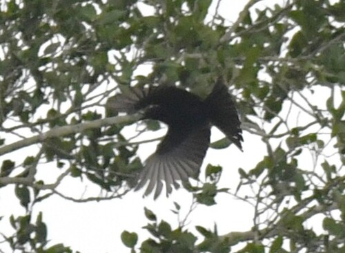 Velvet-mantled Drongo (Dicrurus modestus), photo 10