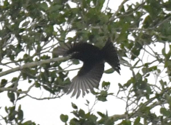 Velvet-mantled Drongo (Dicrurus modestus), photo 10