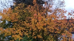 Acer pensylvanicum