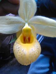 Cypripedium molle