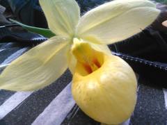 Cypripedium molle