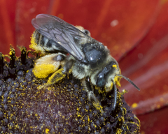 Melissodes illatus