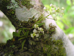 Zygostates alleniana