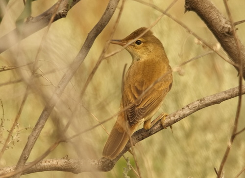 Marsh Warbler (Acrocephalus palustris)