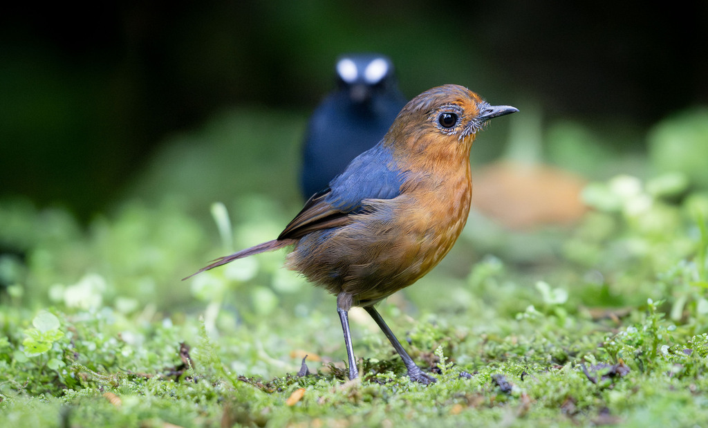 Bornean Shortwing