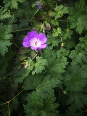 Geranium sylvaticum