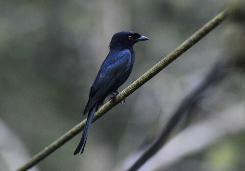 Velvet-mantled Drongo (Dicrurus modestus), photo 3