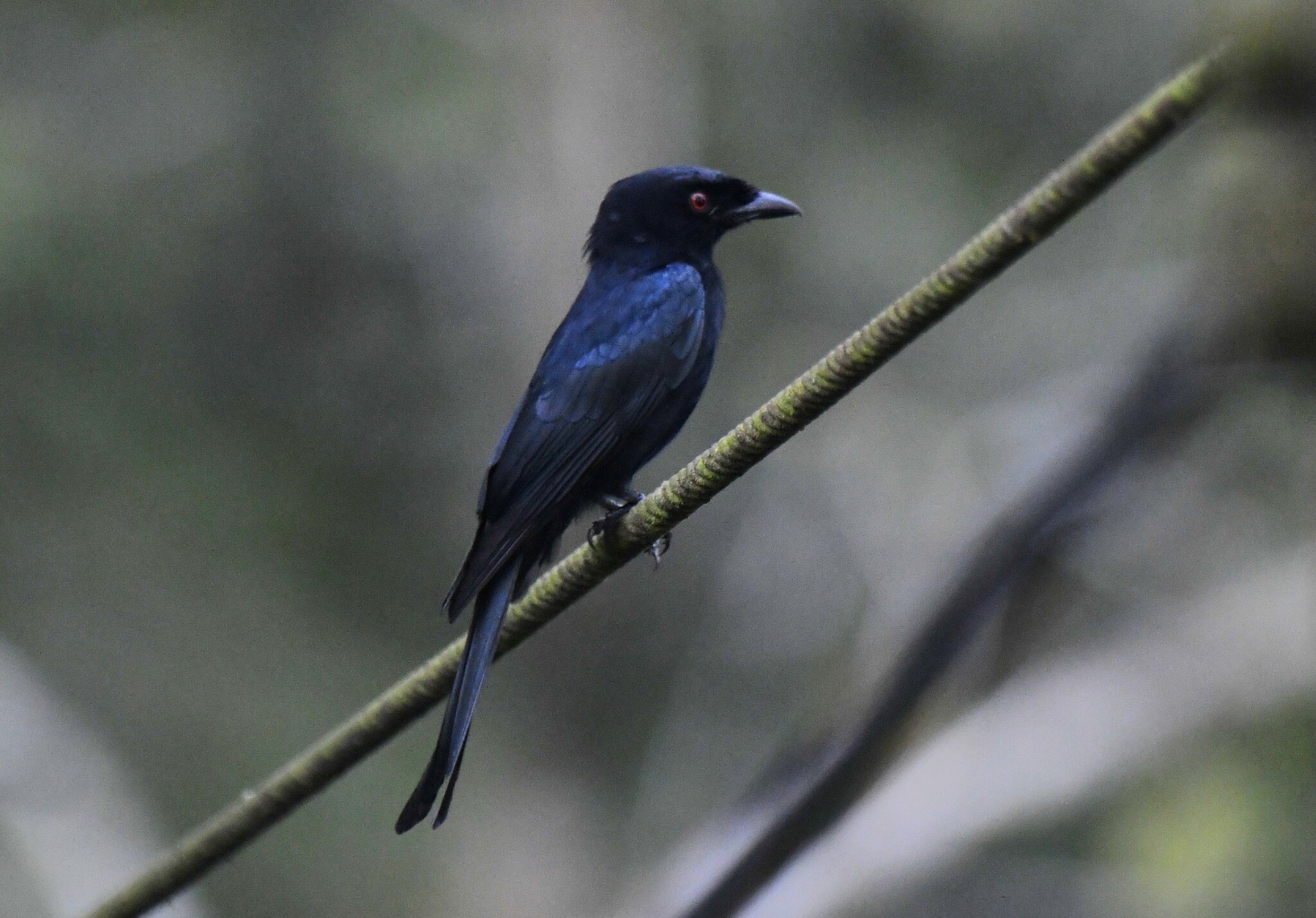 Velvet-mantled Drongo (Dicrurus modestus), photo 3