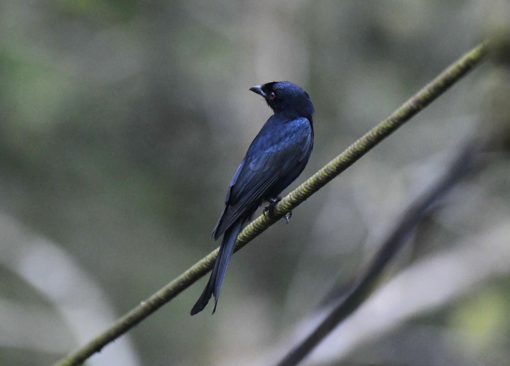 Velvet-mantled Drongo (Dicrurus modestus), photo 1