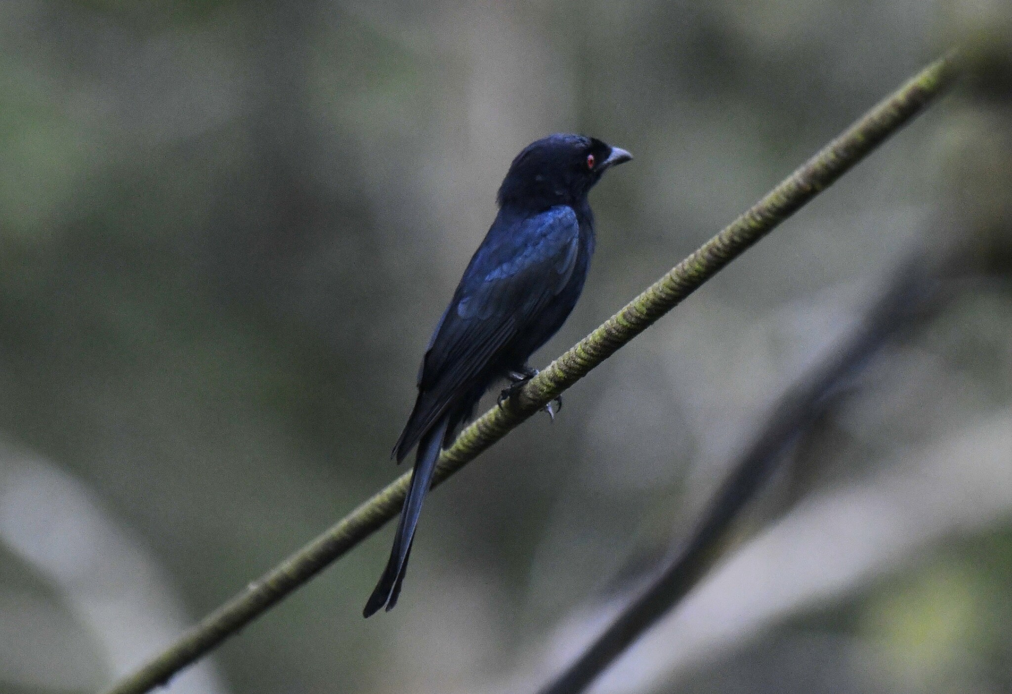Velvet-mantled Drongo (Dicrurus modestus), photo 4