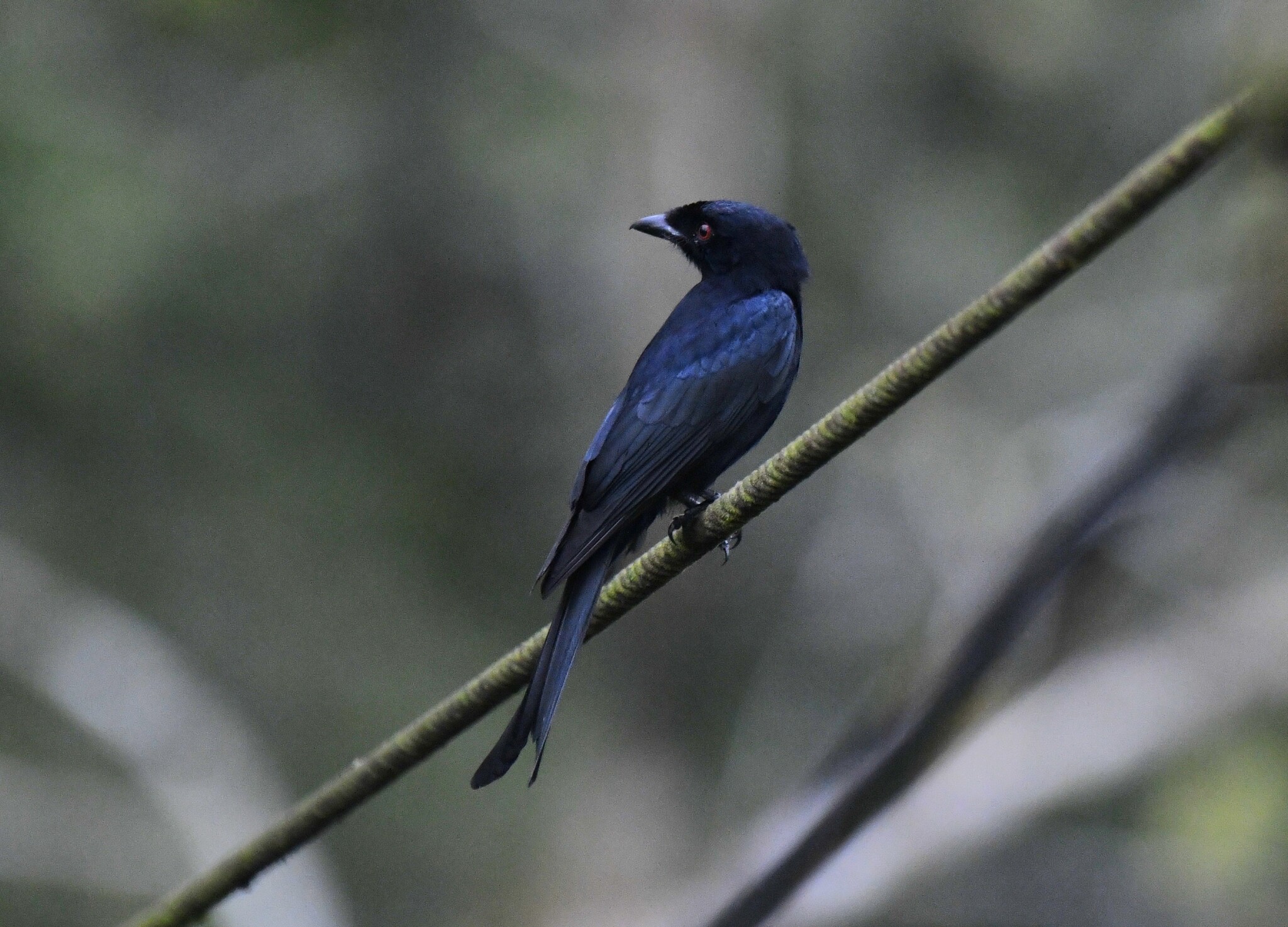 Velvet-mantled Drongo (Dicrurus modestus), photo 2