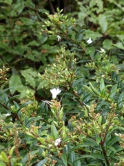 Veronica × andersonii