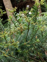 Veronica × andersonii