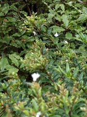 Veronica × andersonii