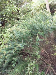 Veronica × andersonii