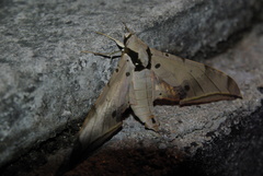 Ambulyx sericeipennis