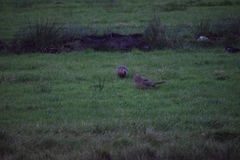 Phasianus colchicus