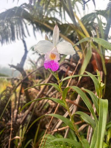 Arundina graminifolia observed 2025-08-19