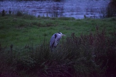 Ardea cinerea