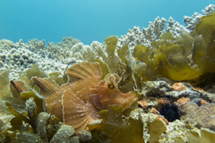 Rhinopias eschmeyeri