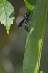Zethus spinipes variegatus
