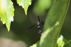 Zethus spinipes variegatus