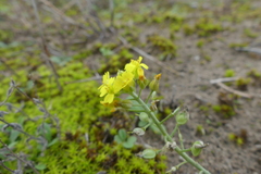 Alyssum montanum gmelinii